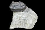 Huge Eyed, Austerops Trilobite - Morocco #105359-1